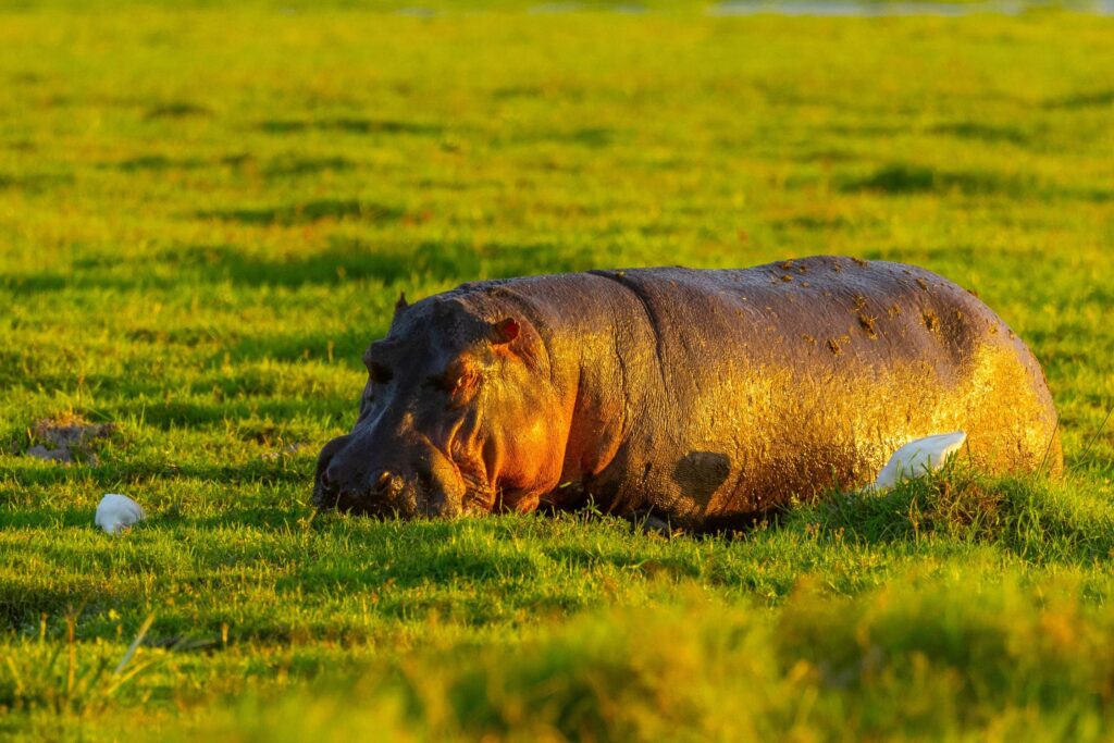 Nillpferd in Amboseli National Park
