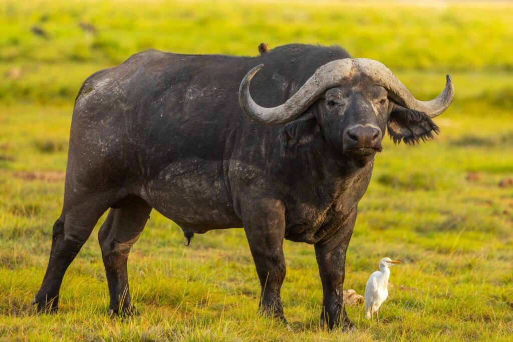 Büffel in Amboseli National Park in Kenia
