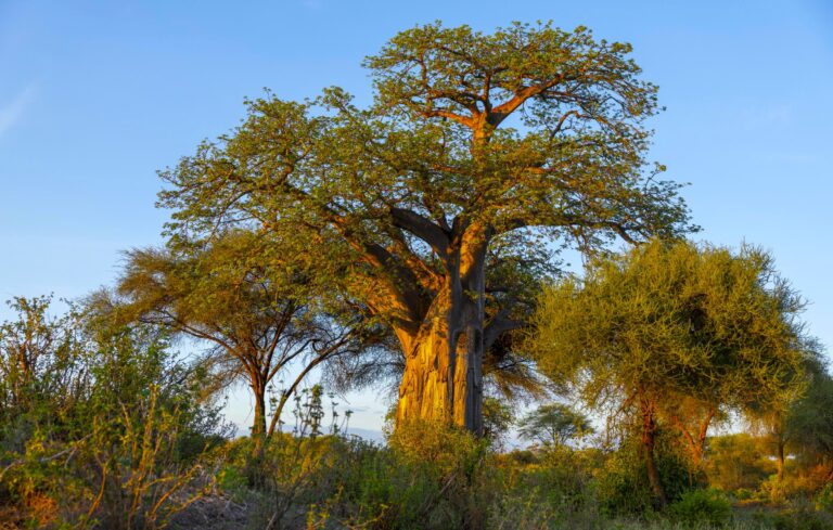 Baobab Bäume Tarangire National Park Tansania