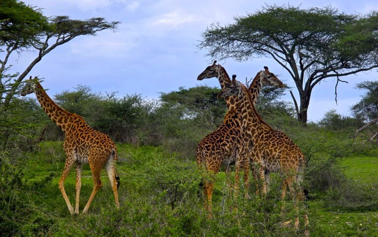 Giraffen in der Ngorongoro Hochland - Safari und Trekking in Tansania