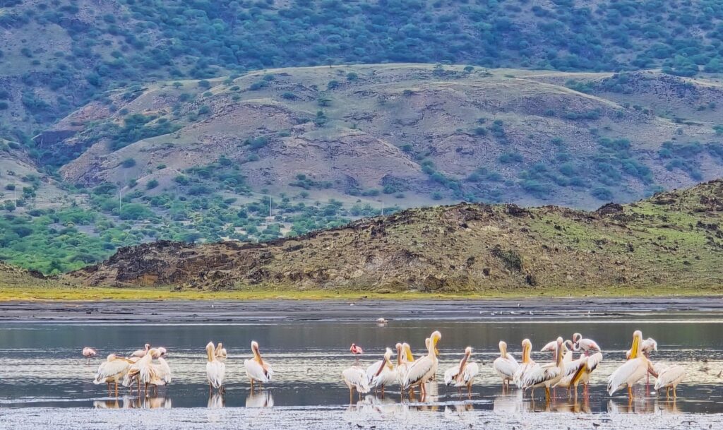 Flomingos am Lake Natron