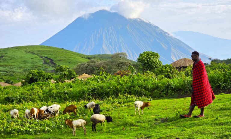 Massai mit seiner Herde und Blick auf den Ol Doinyo Lengai