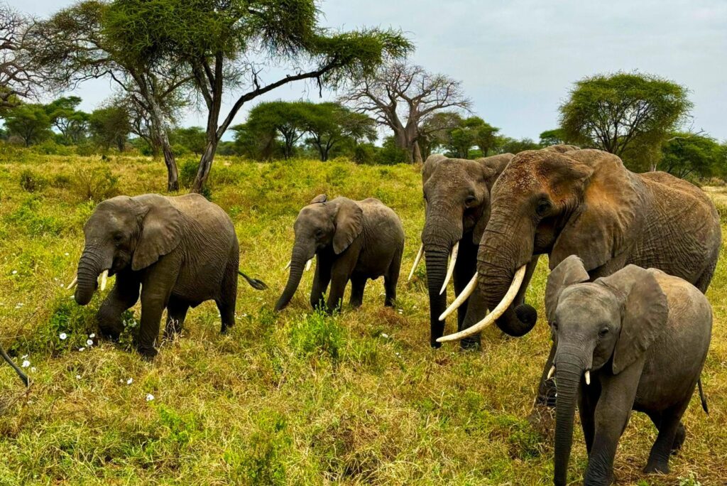 Elefanten im Elefanten Paradies Tarangire