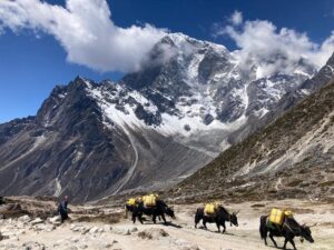 Yaks in der Everest Region. Nepal Trekkingreisen