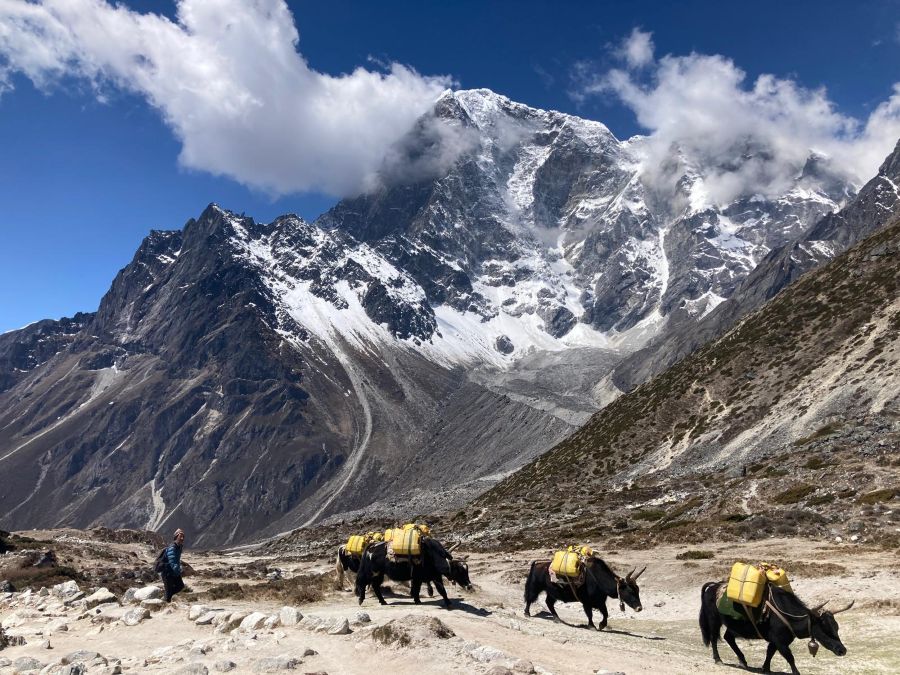 Yaks in der Everest Region. Nepal Trekkingreisen