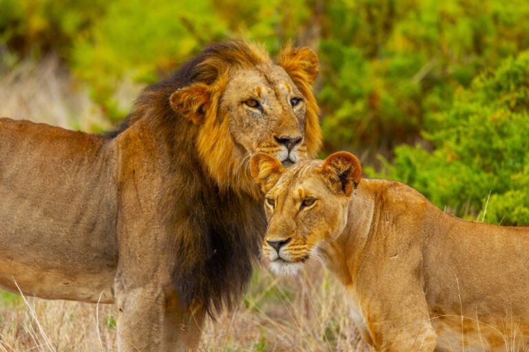 Löwen in der Masai Mara - Kenia Safari Reisen