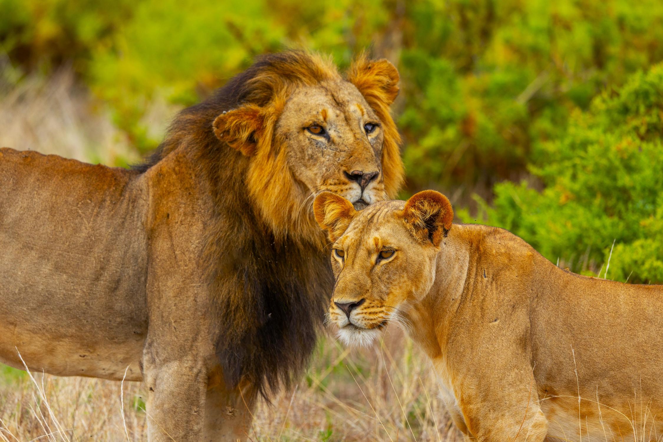 Die besten Nationalparks in Kenia für Safari: Masai Mara, Amboseli, Tsavo & mehr