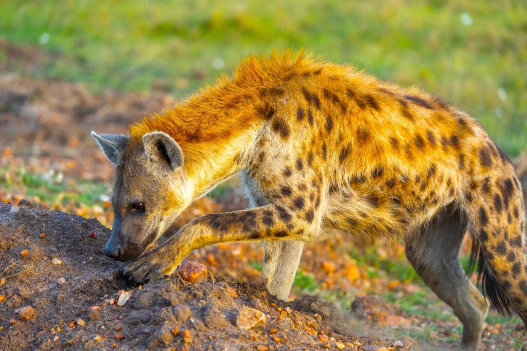 Hyäne in der Masai Mara, Kenia Safari Reisen