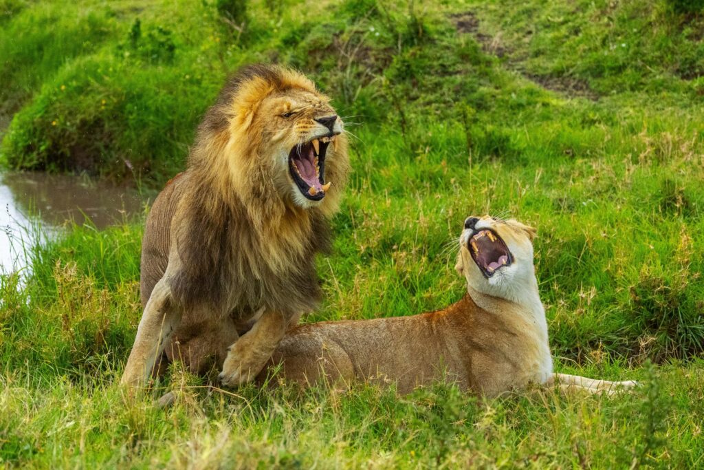 Löwen in der Masai Mara in Kenai