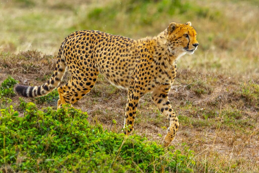 Leopard in Masai Mara - Kenia Safari
