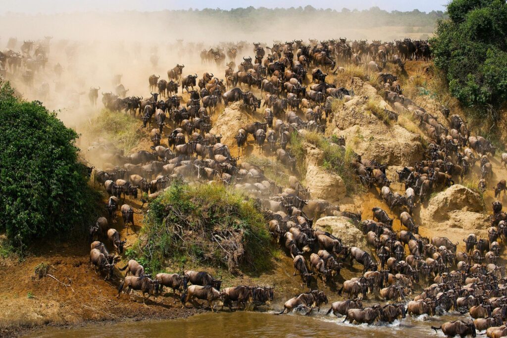 Die große Tierwanderung in der Masai Mara mit Samburu National Park & Diani Beach