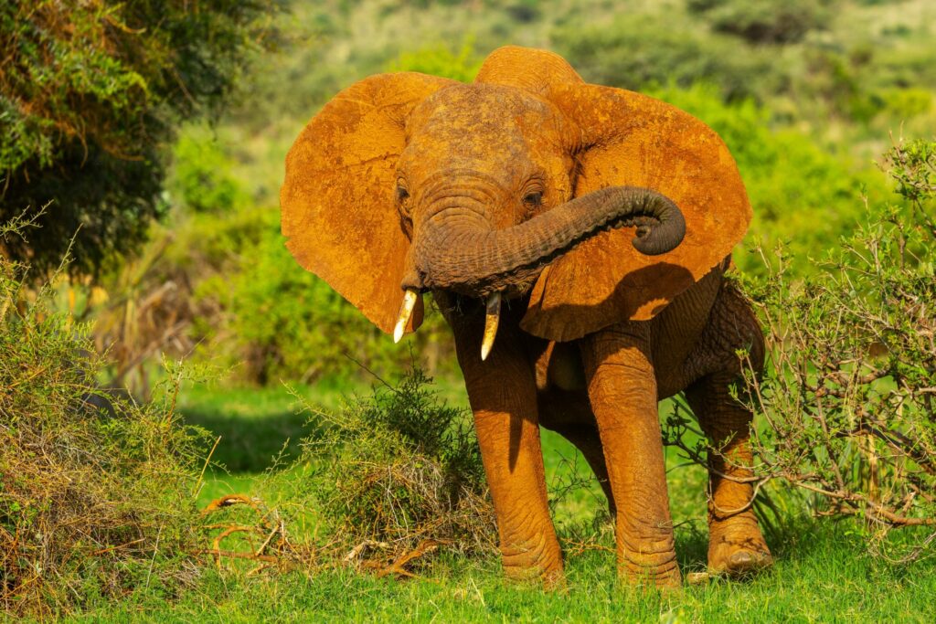 Rote Elefanten in Samburu National Park