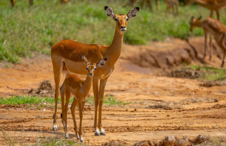 Giraffenantilope in Samburu National Park