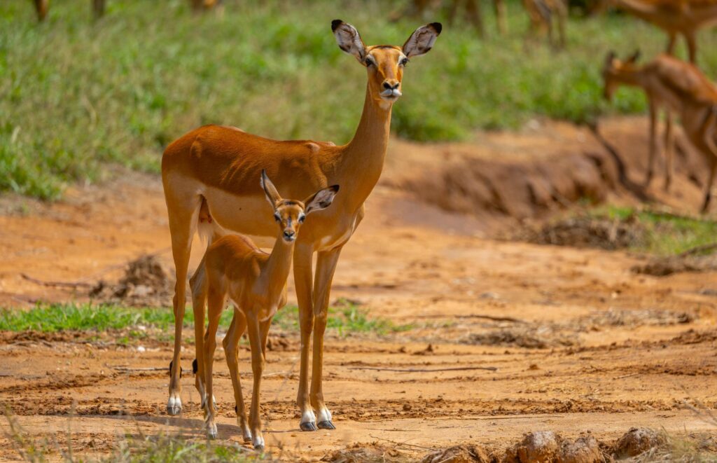 Giraffenantilopen in Samburu National Park in Kenia