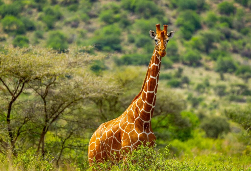 Netzgiraffe (Reticulated Giraffe) - Samburu National Park