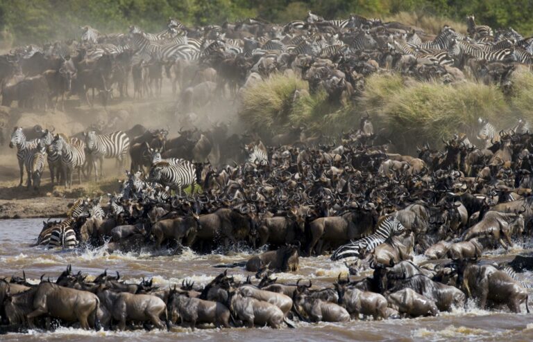 Gnus überqueren den Mara Fluss, die große Migration in Kenia
