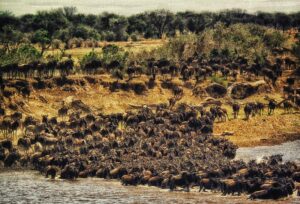 die große Tiermigration an der Masai Mara in Kenia