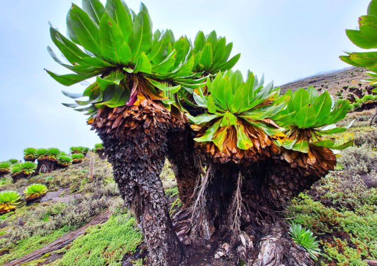 Dendrosenecio Pflanze, Vegetation Mt. Kenya
