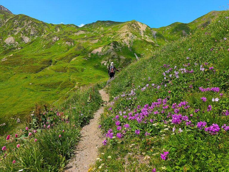 Vegetation in Swanetien, Bluemen und Wiesen