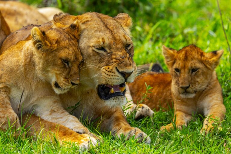 Löwin mit Babies - Safari in der Serengeti