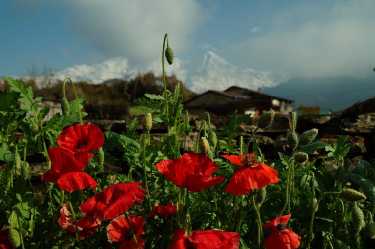 They were wonderful walking days amid the breathtaking mountains