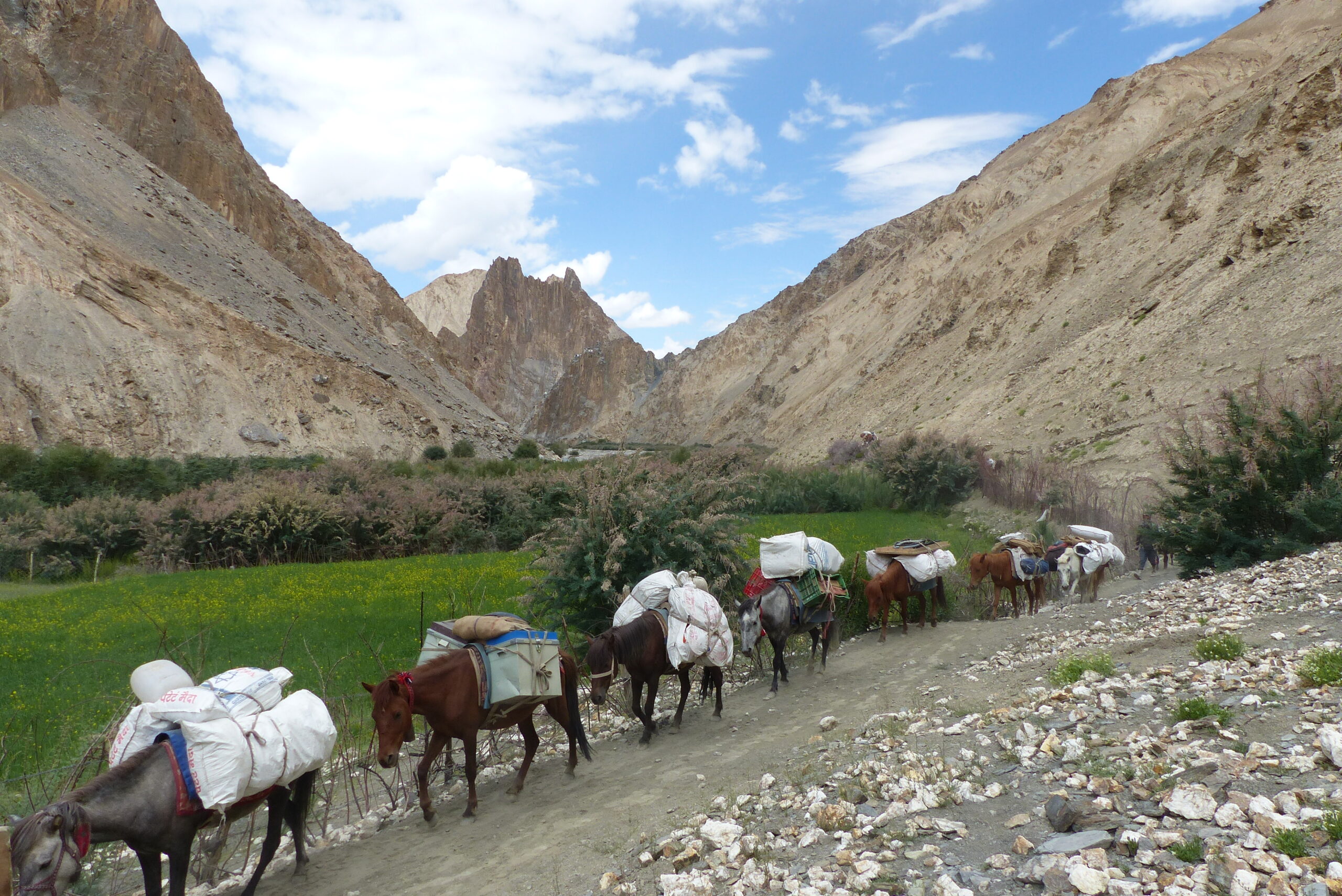 Ladakh - Markha Valley Camping Trekking (51)