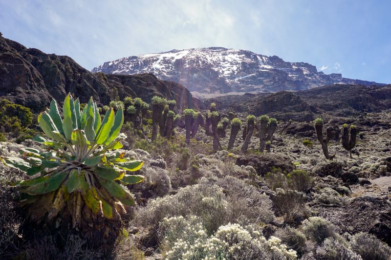 Kilimandscharo Flora Trekking Tansania, Marangu Route