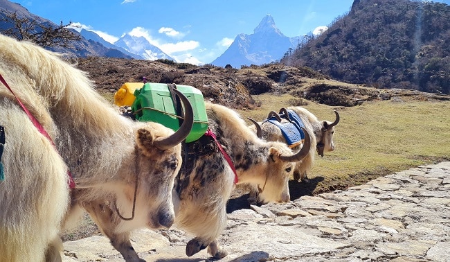 Nepal trip from 01.04.-27.04.2022