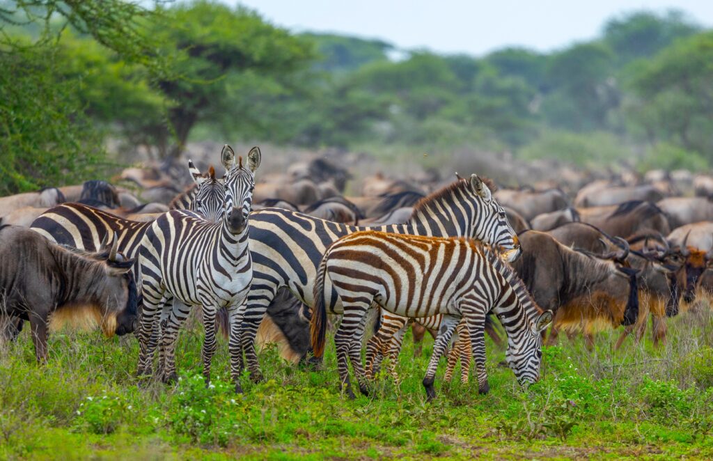 Zebras und Gnus in der südlichen Serengeti