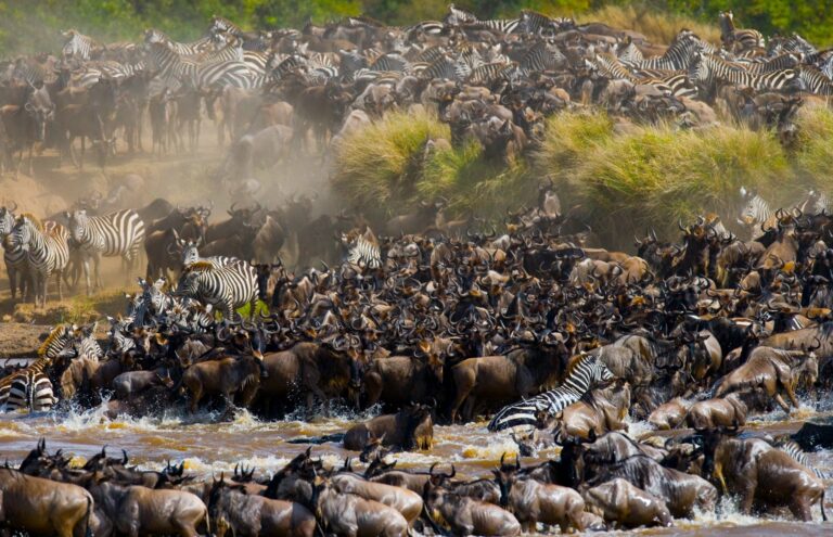 Mara Fluss Überquerung - The Great Migration in Tansania/Kenia