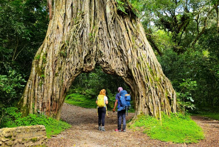 The big Fig Tree, im Arusha National Park, zum Mt. Meru Gipfel